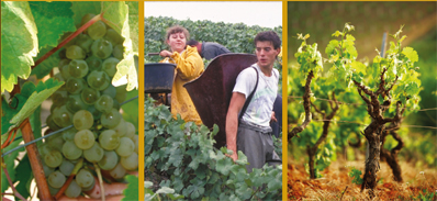 Guide d'accueil du salarié en viticulture